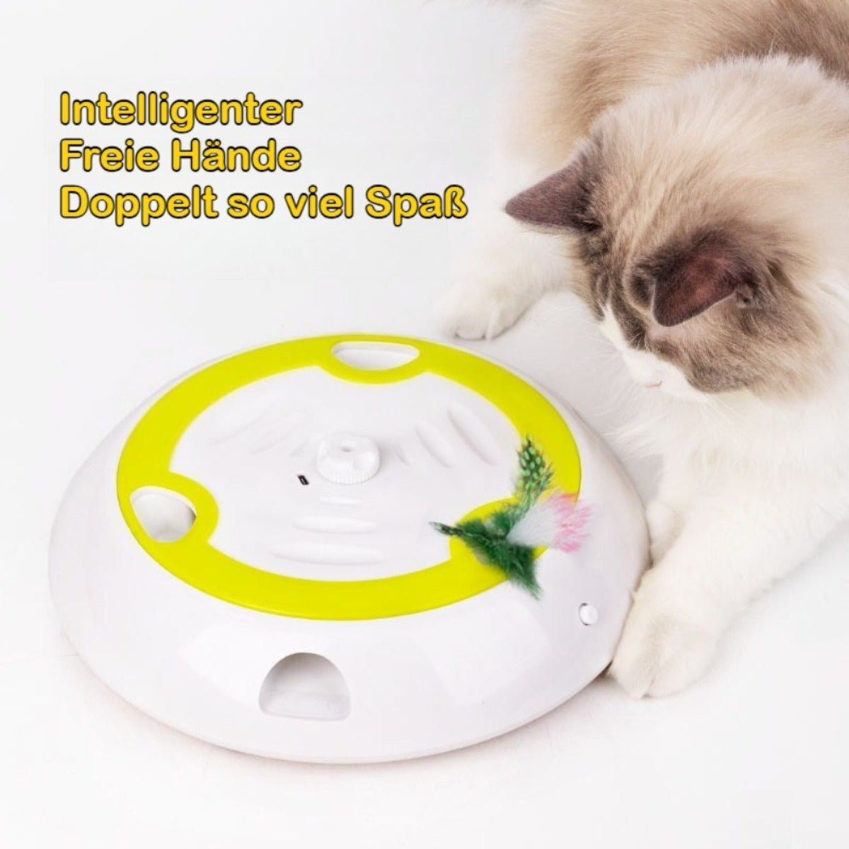 Pista circular para gatos de interior